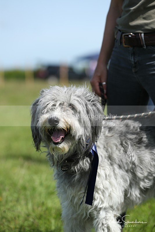 SPXX0581 - Dog show