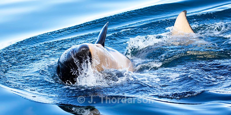  - Orca