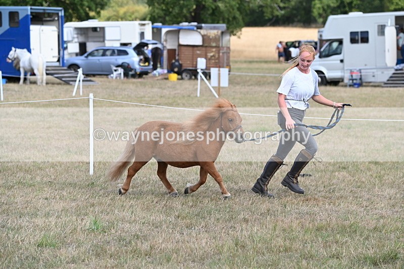 WJ6_6879 - Class 21 Shetland & Mini Horses