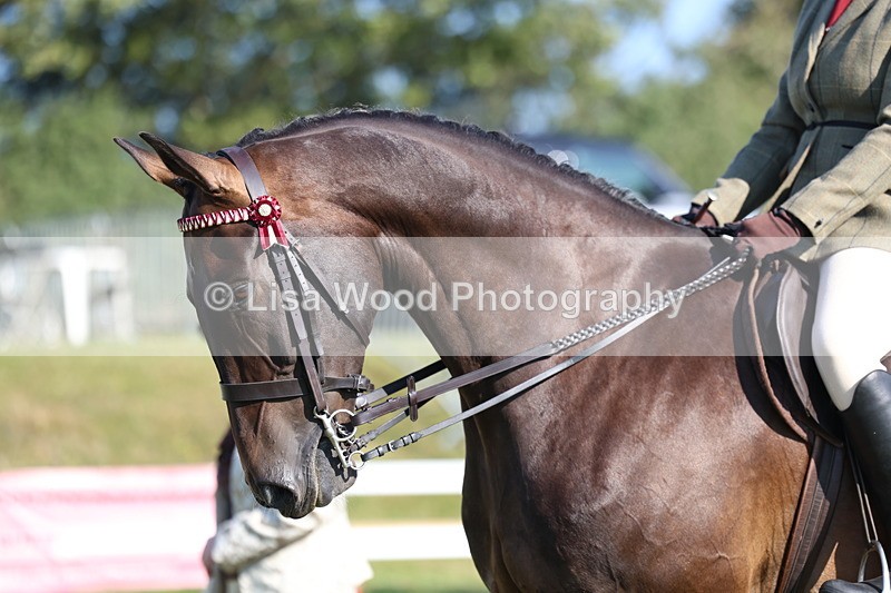 3E7A5557 - Class 2: Rising Star Large Hack/Riding Horse