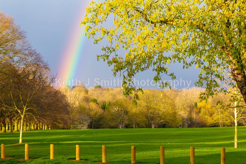 2KJS6408 - Trees in Abington Park