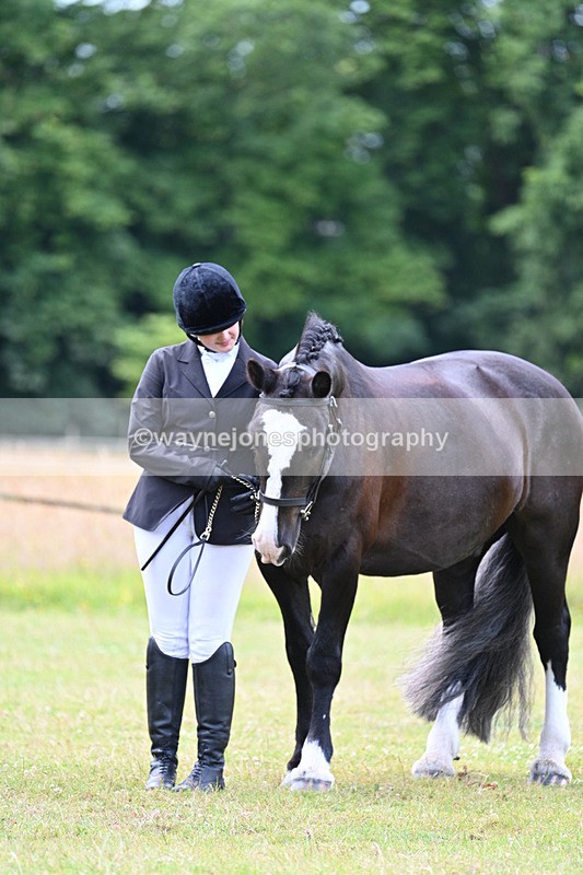 WJ7_7132 - Class 5a Most Handsome Gelding in Hand