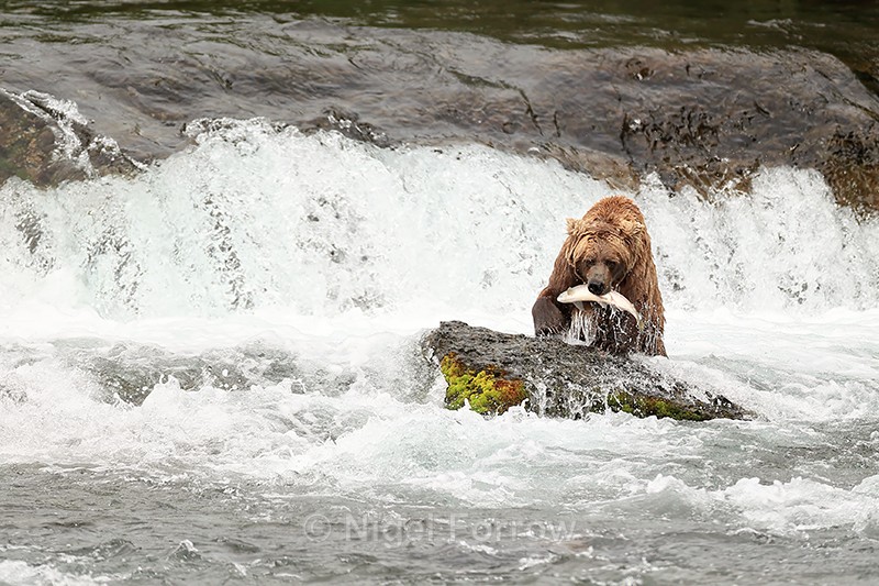 Grizzly Bear catches Sockeye salmon, Brooks Falls, Alaska - Brown Bear
