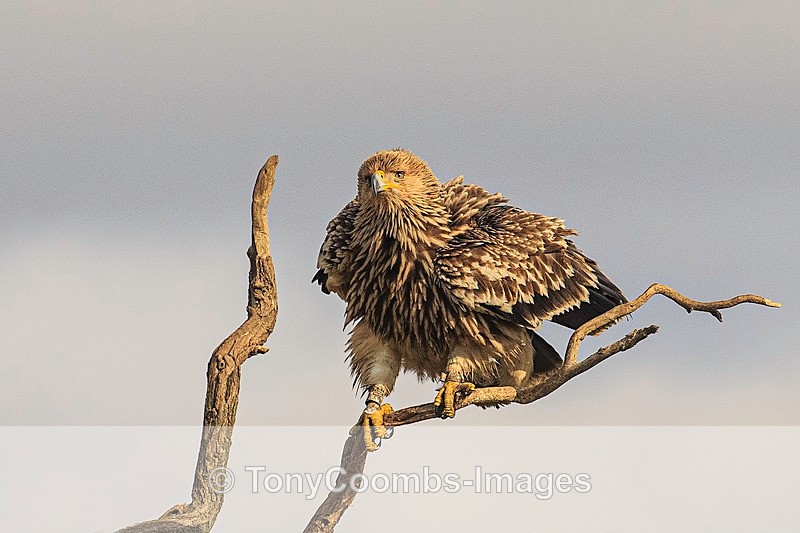 Eastern Imperial Eagle - Eagle Hides