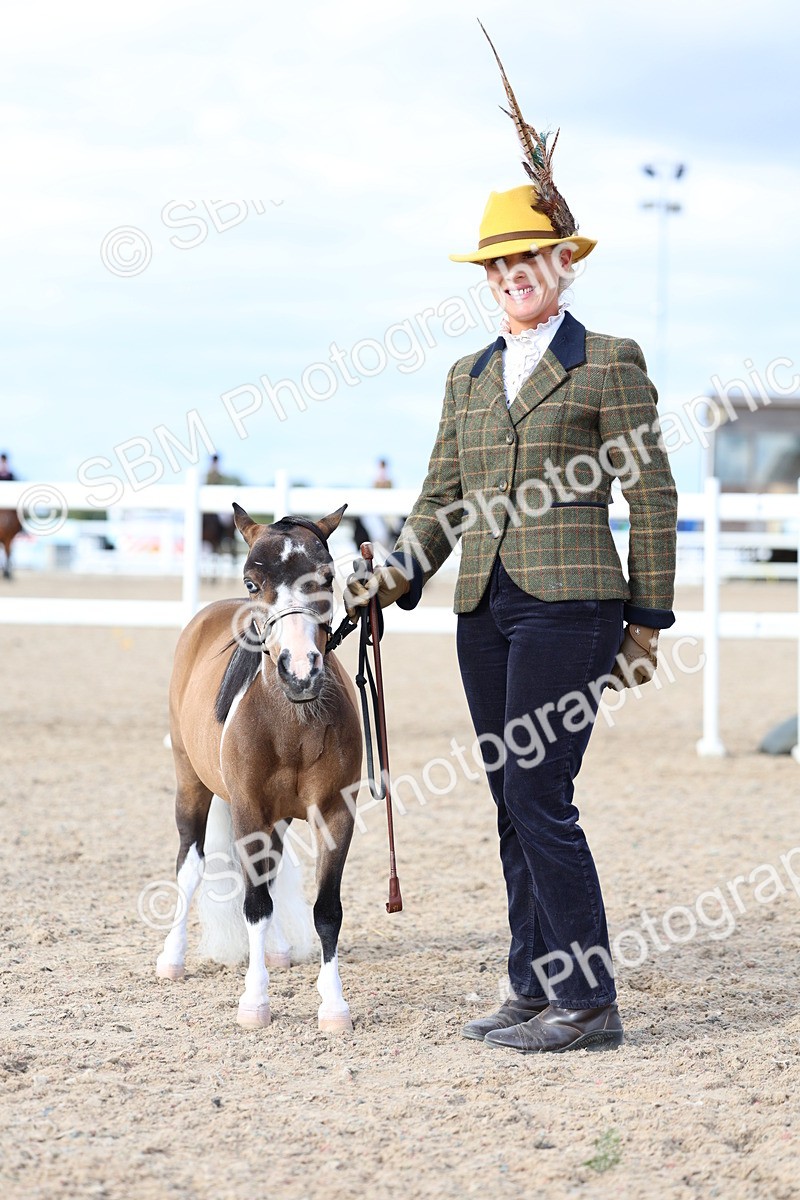 SBM_18764 - Class 317 - IH Pure Bred Horse-Pony