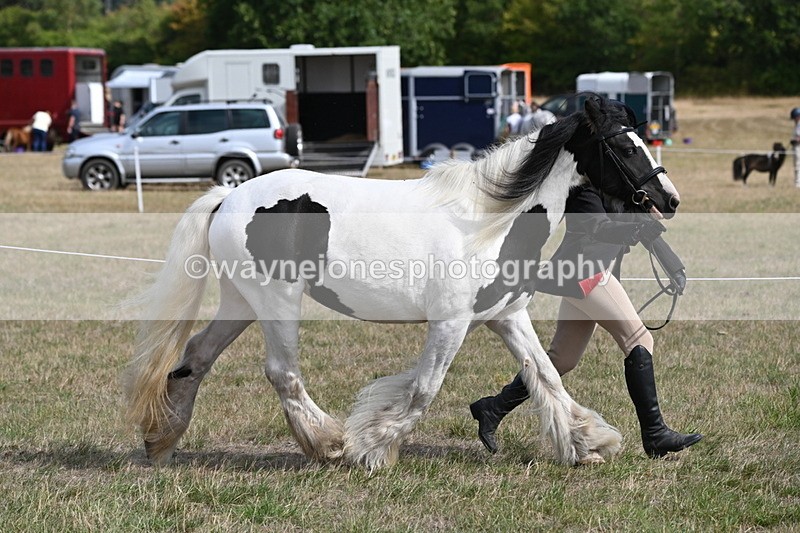 WJ6_6469 - Class 20 In-hand Cob