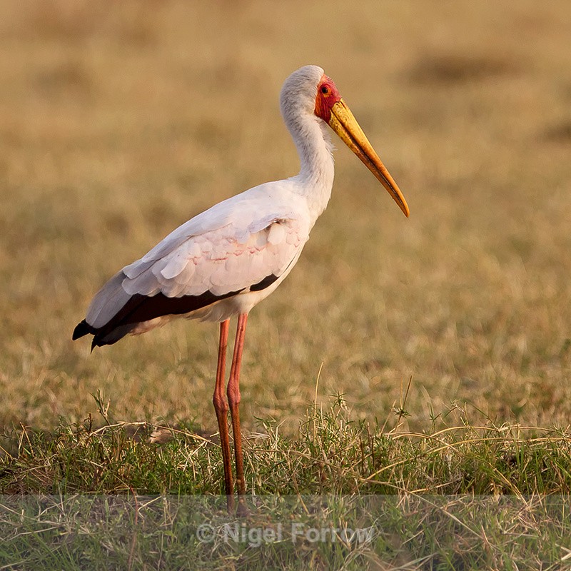 Yellow-billed Stork standing still in short grass - Yellow-billed Stork
