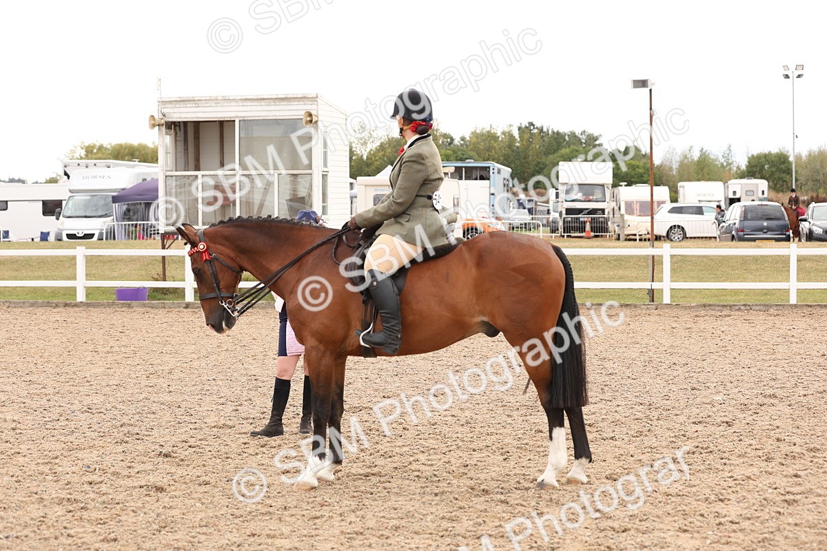 SBM_17358 - Class 214 - Ridden Hack Riding Horse