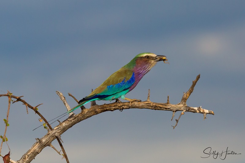 Roller with Insect 5