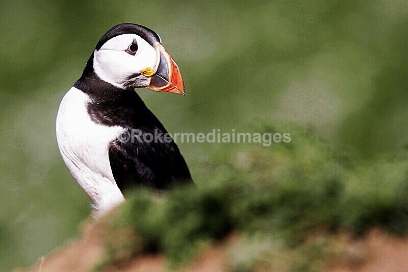 _56A7039 - Skomer 2019