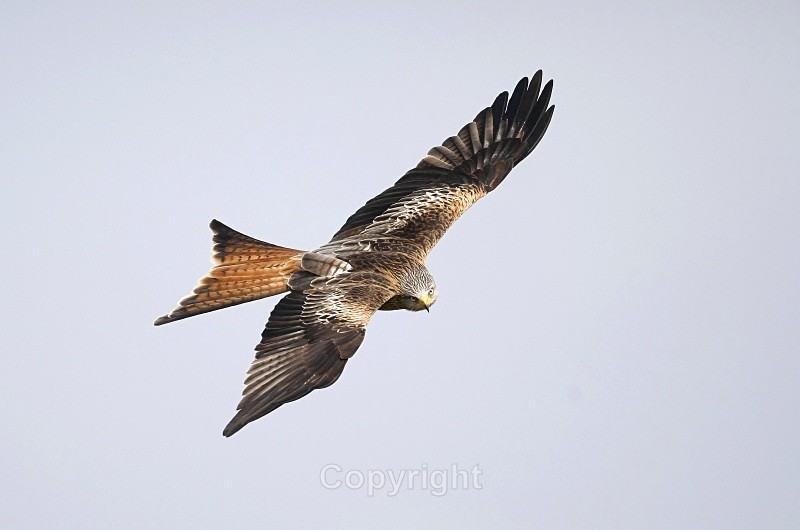 Red Kite,Wales - Birds of Prey