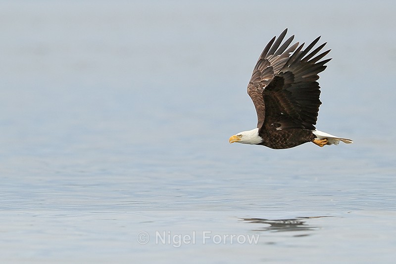 Bald Eagle low over water, Minnesota, USA - Bald Eagle