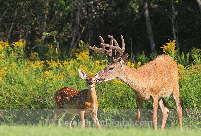 The Deer Whisperer - Mammals, Reptiles & Amphibians