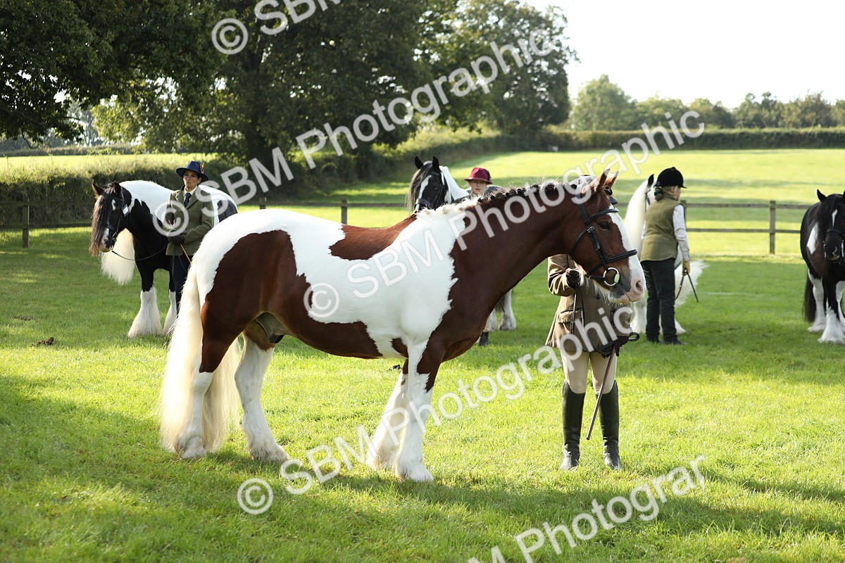 SBM_60941 - S43 - Coloured Pony In Hand