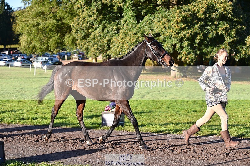 231022-093332-21874 - 502-REBEL.ON.THE.RUN-Ida.Strandberg-TrotUp+SJ