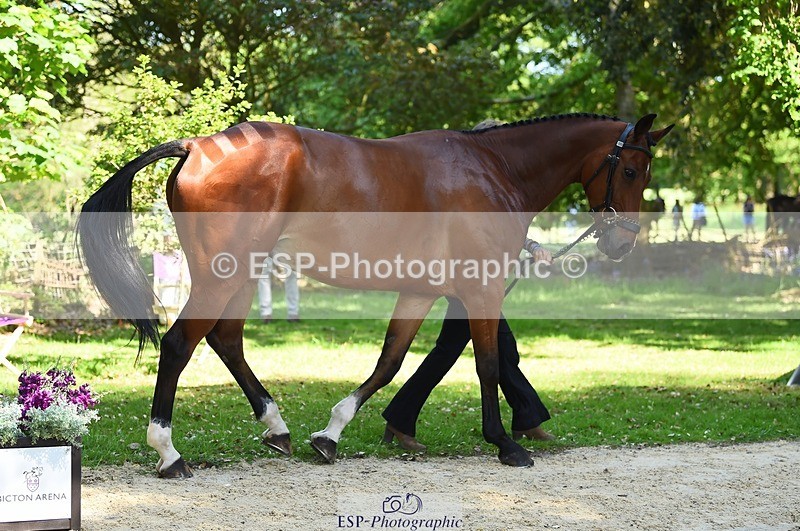 230524-154116-00440 - 367-ITAREUSO-Louisa_Lockwood-WEDTrotUp+DR