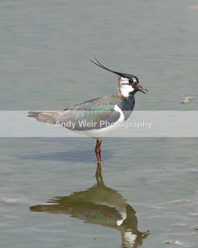 20110521-IMG_5412 - Lapwing