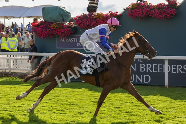 240823-Race 7-Nigiri-5502 - Race 7 5.20pm British EBF 40th Anniversary Fillies' Handicap