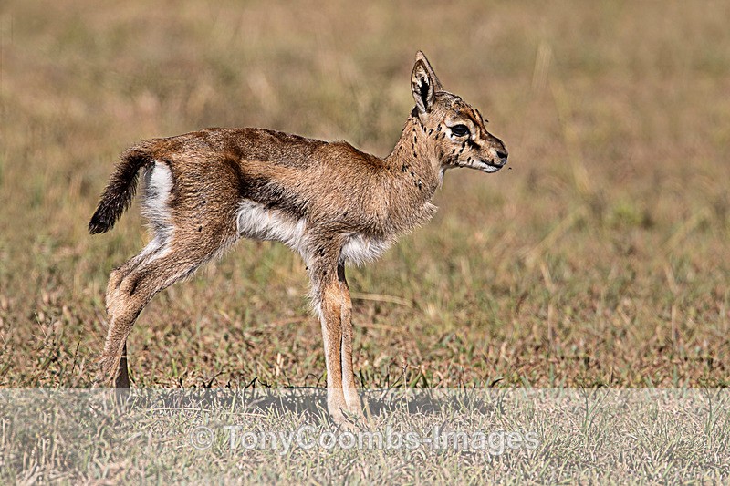 Thomson Gazelle calf - Mara North ~ Other Mammals