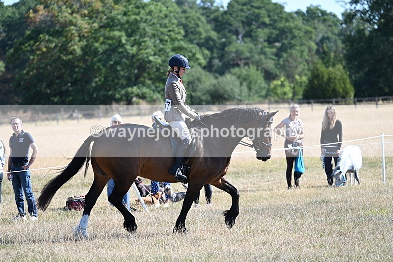 WJ7_3907 - Class 9 Mountain & Moorland Ridden