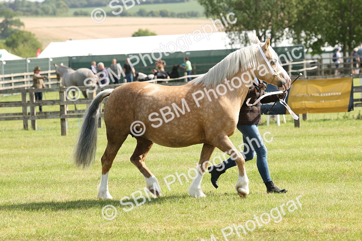 SBM_02130 - Class 6-13 - Mountatin and Moorland In Hand Welsh Breeds