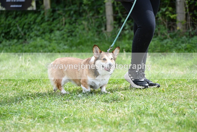 WJ5_9621 - Class 3 Most Handsome Dog