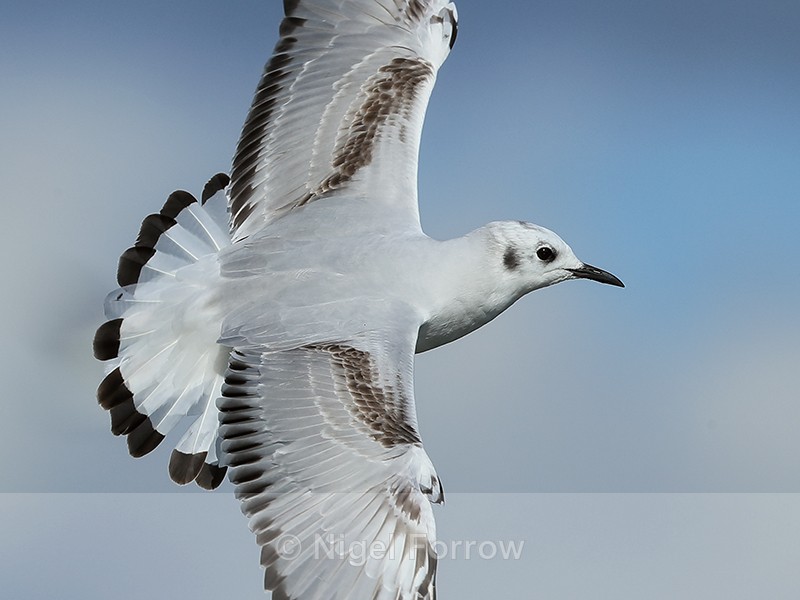Bonaparte's Gull in flight, close, Farmoor - Bonaparte's Gull