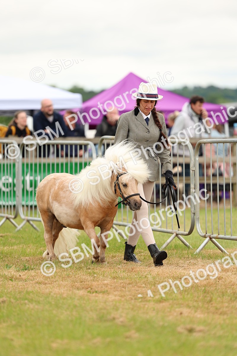 SBM_04433 - Class 64-67 - Shetland Pony In Hand
