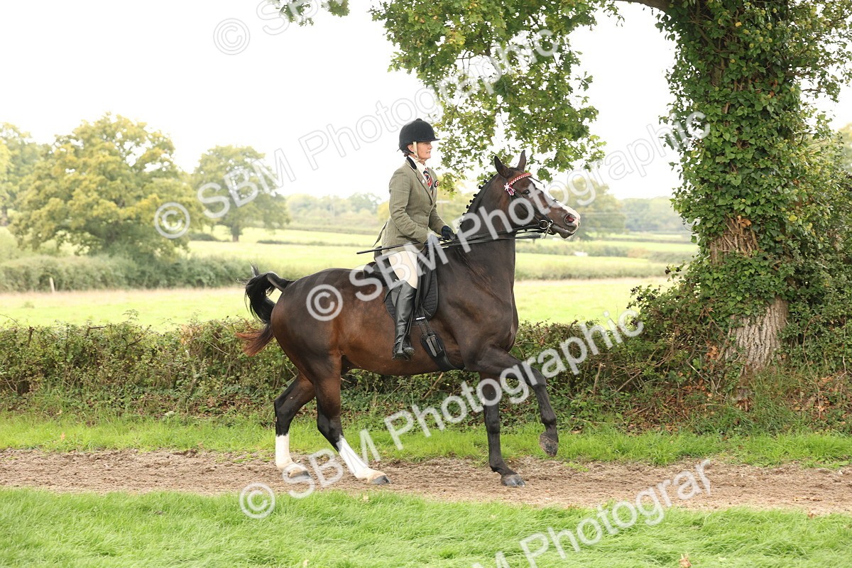 SBM_64190 - S65 - Riding Horse & Hack & Thoroughbred Ridden