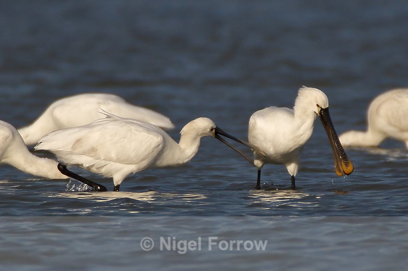Spoonbill takes a peck at another during feeding in Brownsea Lagoon - Spoonbill