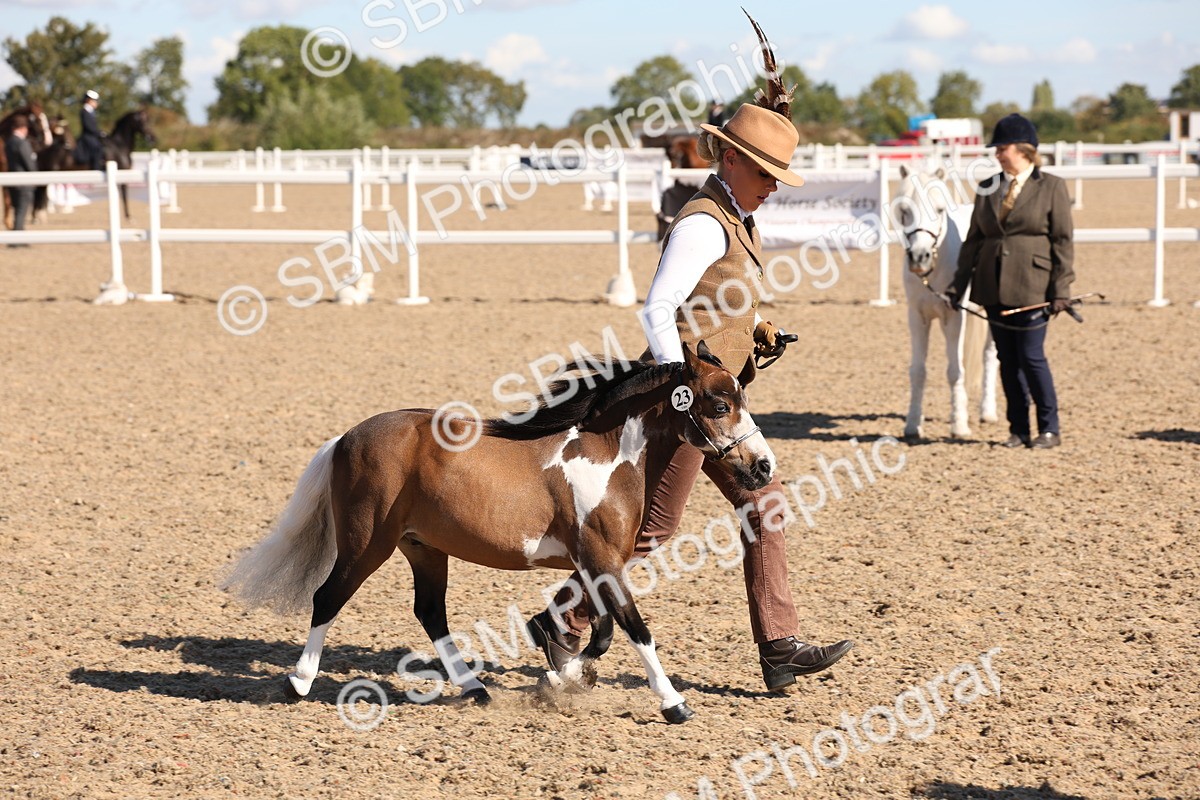 SBM_12944 - Class 206 - IH Non Show Type Pony