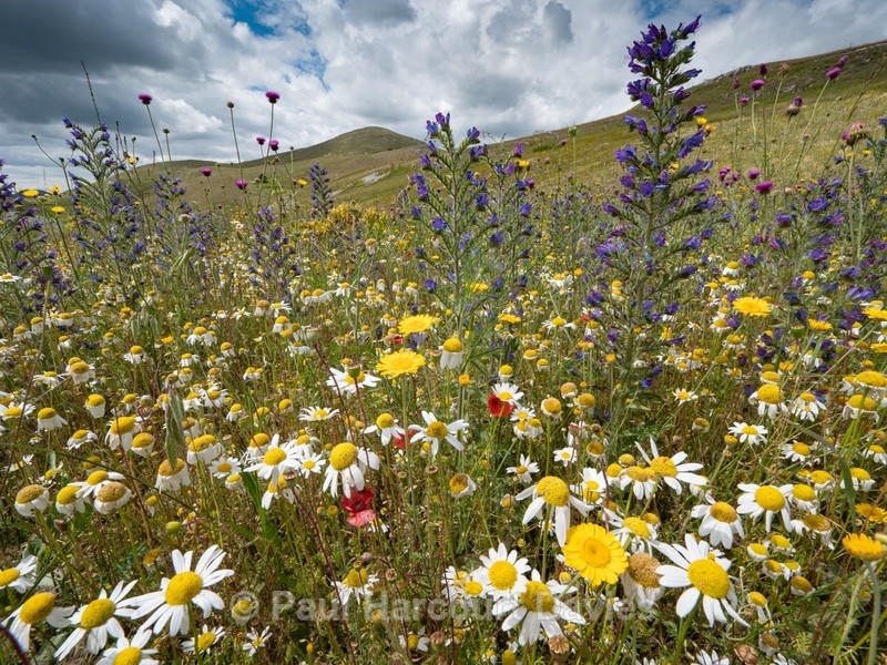 Flowering meadows above Santa Stefano di Sessanio - Flowers in the Landscape - 2