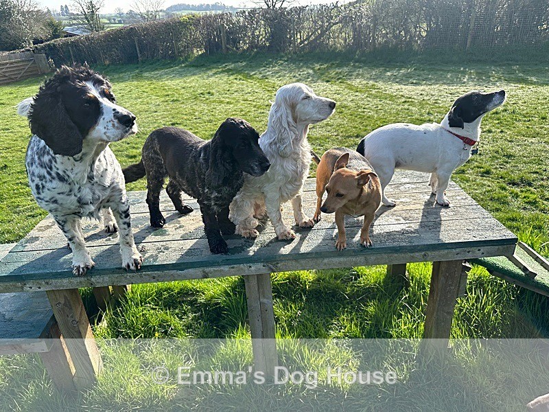  - Dogs