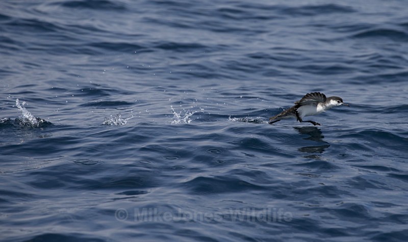 Macaronesian Shearwater, Pico Island, Azores - WHALES & DOLPHINS ( PICO, AZORES MAY 2013 & 2014 )