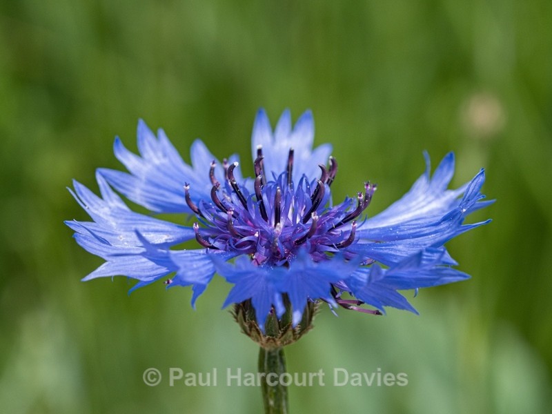 cornflowers (Centaurea cyanus) - Gargano - Wild Flowers