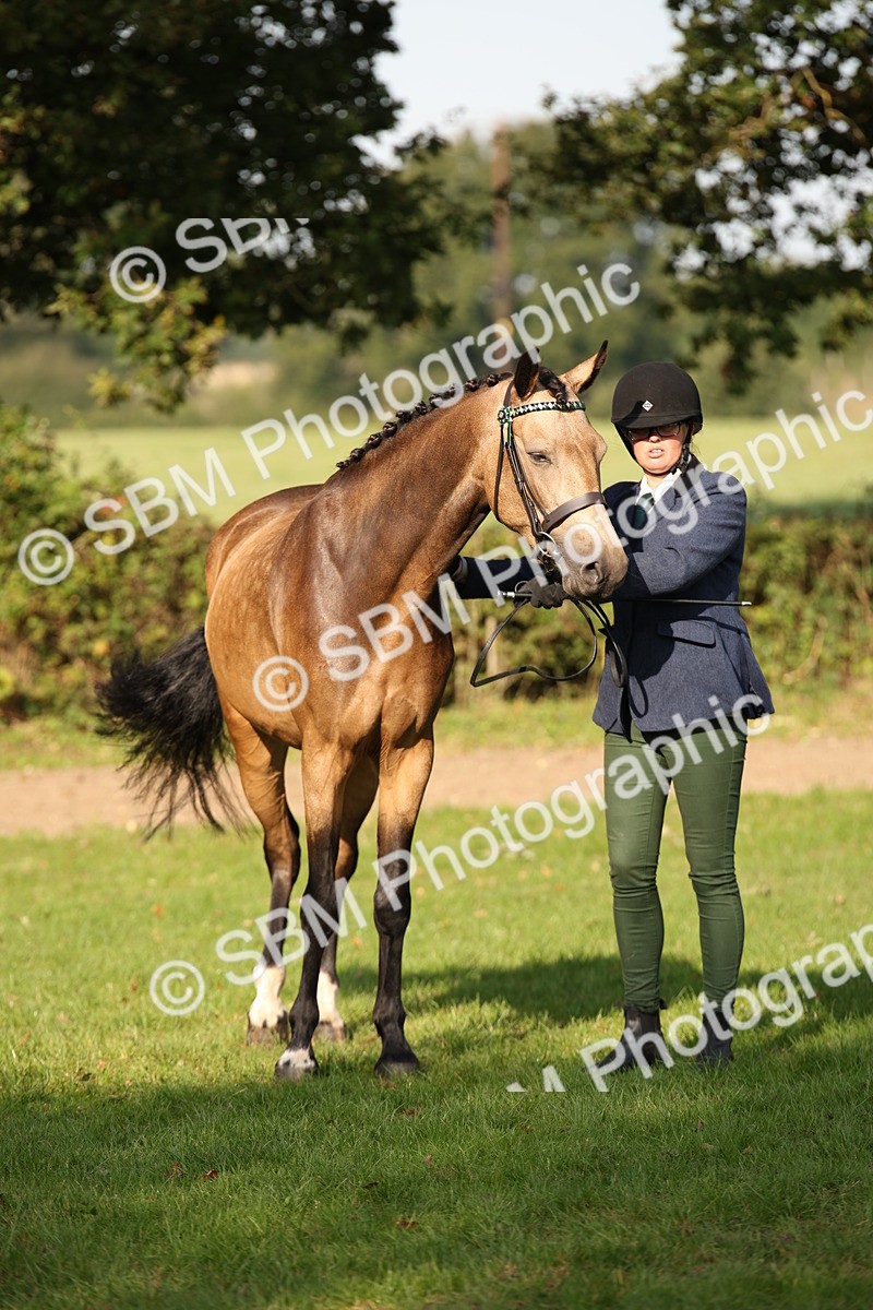 SBM_59389 - S52 - Other Coloured Horse In Hand