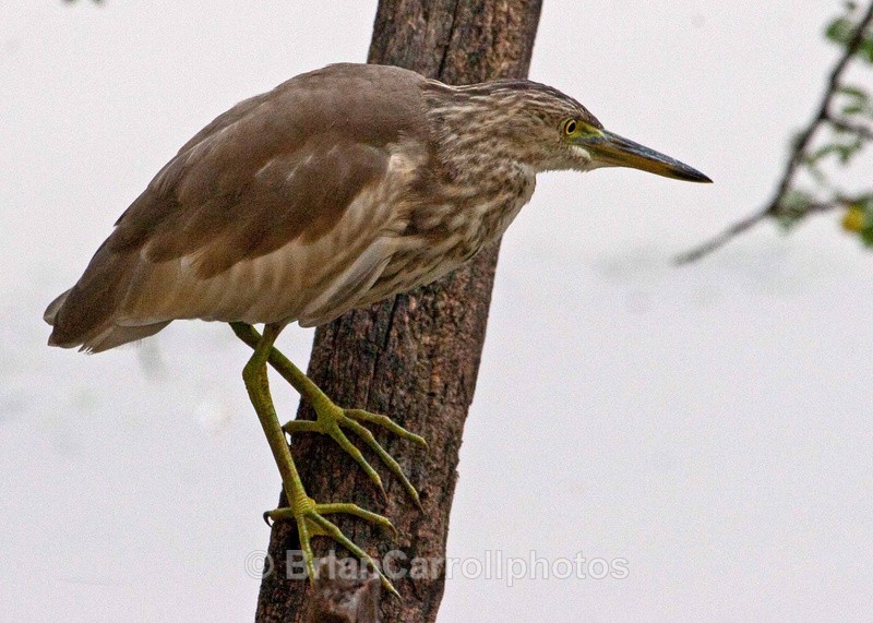 Pond Heron - Indian Tiger Safari Tour 08