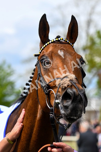 170523-Race 1-Scampi-0245 - Race 1 1.50pm Sky Bet Race To The Ebor Jorvik Handicap