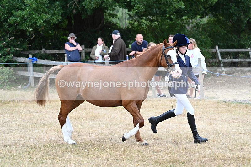 WJ7_8544 - Class 4 Prettiest Mare up to 14.2hh