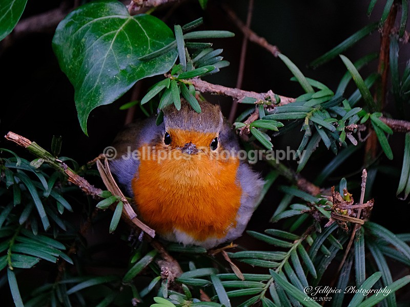  - Wildlife and Nature