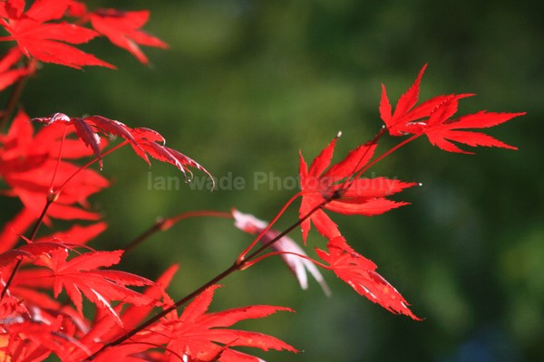 Westonbirt _WB004 - Wild Flowers,  plants & Fungus photography, Great Britain