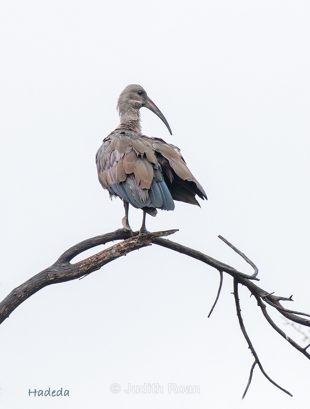 - South Africa Birds and Mammals