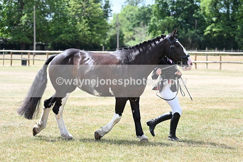 WJ7_1944 - Class 4a Prettiest Mare 14.2hh and over hand