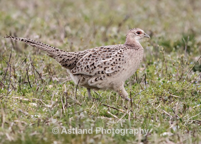 Astland Photography, Bird and Wildlife Images, Susan and Peter Wilson, U.K.