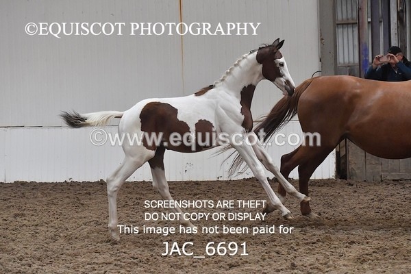 JAC_6691 - 15 Ziggy of Westoak