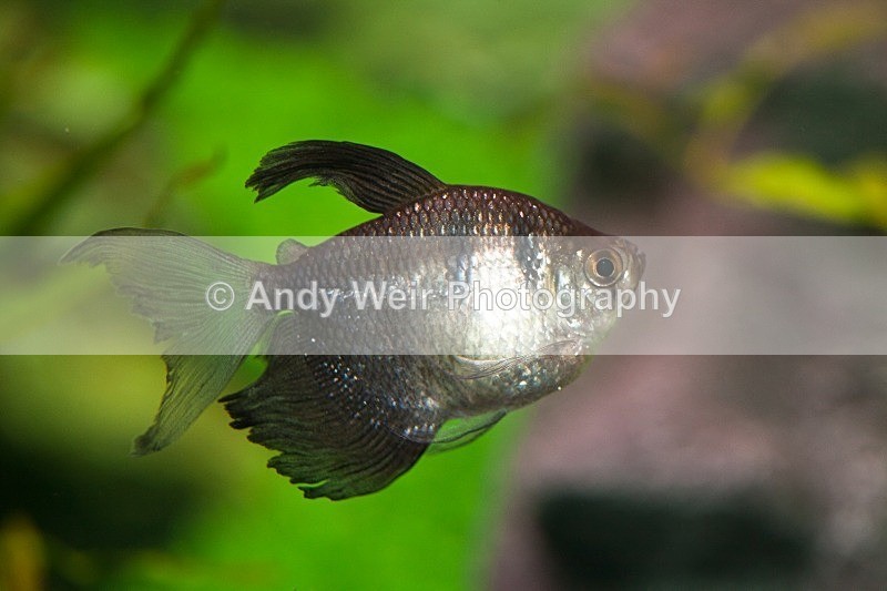 20110918-_MG_6437 - Fish