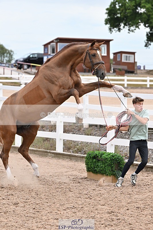 250716-143353-01203 - Trot Up 2.30 to 3.30