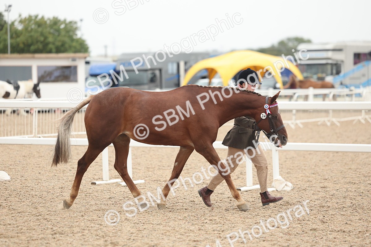 SBM_19764 - Class 318 - IH Part Bred Horse-Pony