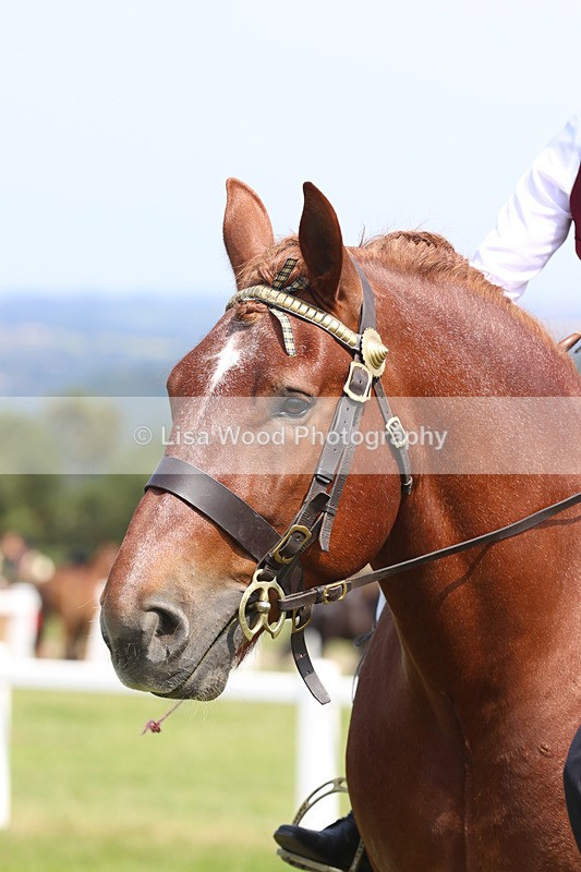 JPP_3494 - Class 15: Heavy Horse Ridden