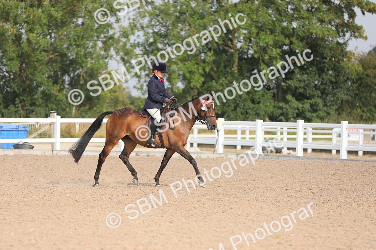 SBM_10668 - Class 303 Ridden Pure Bred Horse/Pony (excl M&M)